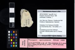 NHMW-GEO-2007z0149-0003_Ol_02.tifProsopon verrucosum (Reuss, 1858)  (NHMW-GEO-2007z0149-0003)